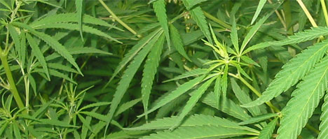 cannabis