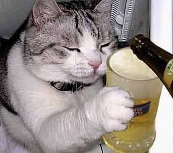 catbeer