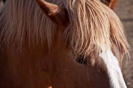 hest