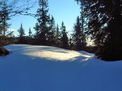 vinterskog