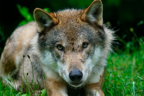 Avslår søknad om skadefelling av ulveflokk