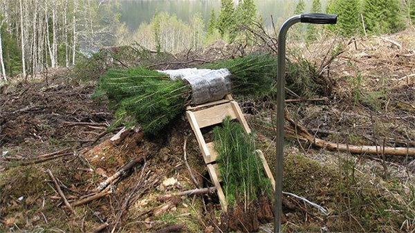 skogplanting
