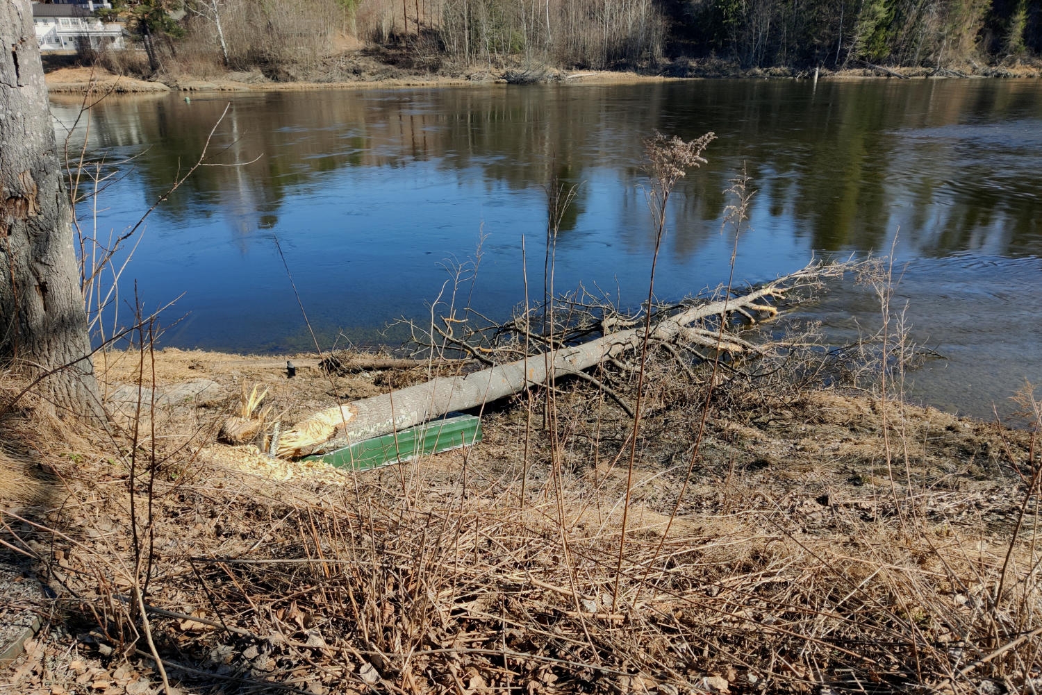 Bever smadret båt i Storelva