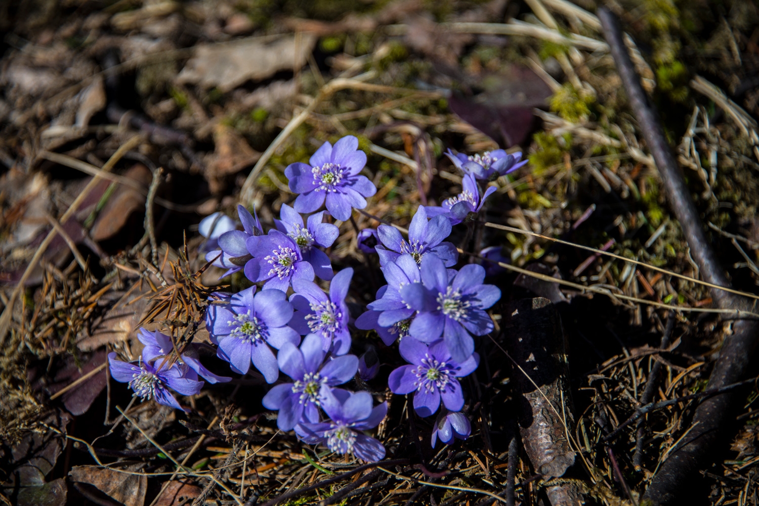Annonserte dødsfall i april 2025