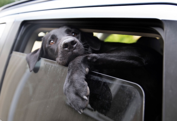 Ikke gå fra hunden i bilen