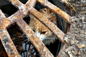 Hund hjalp katt fanget i kum