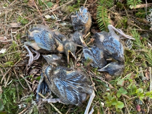 Frykter ny rekordhogst i hekketiden: – En dyretragedie i skogen