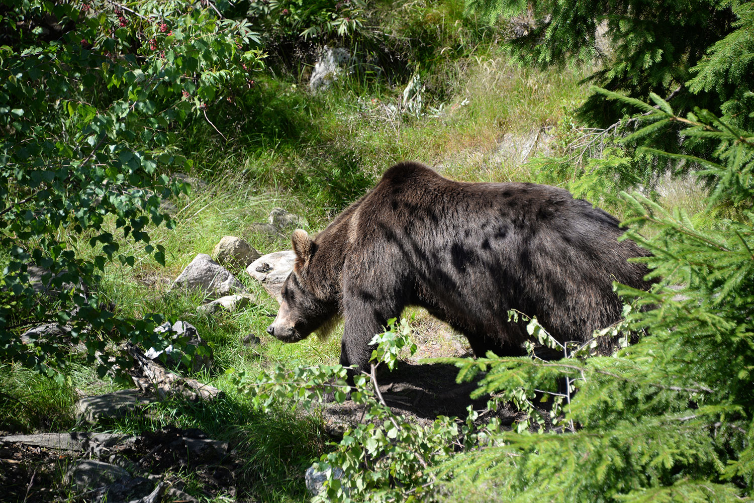 Høyeste antall brunbjørner påvist siden 2009