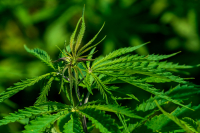 Cannabisdyrker dømt i Ringerike tingrett